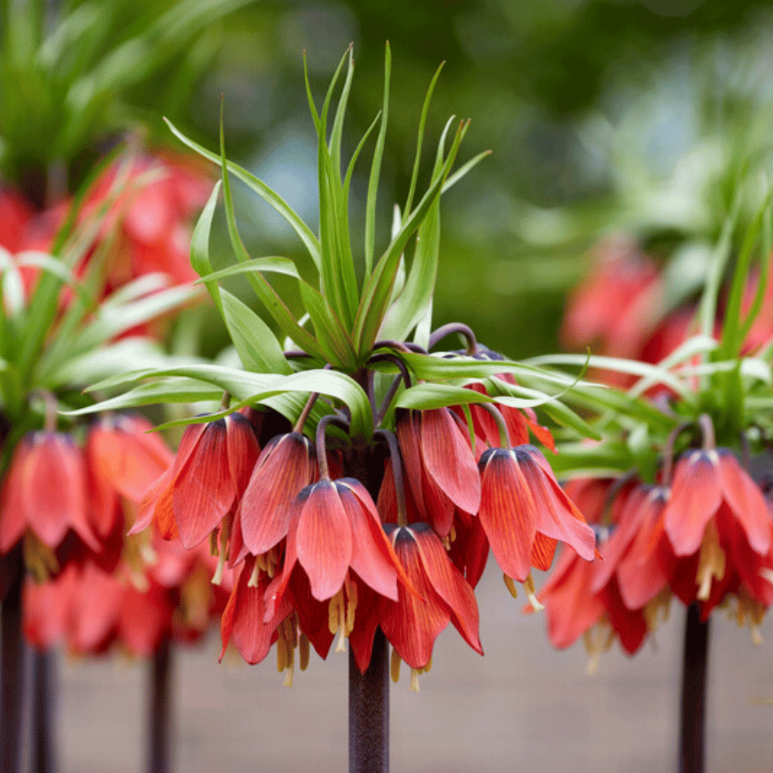 Fritillaria Imperialis "Rubra"