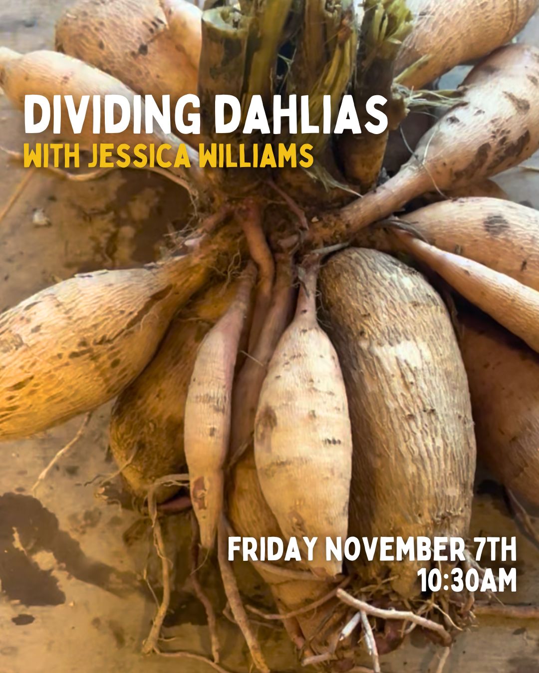 Dividing Dahlias with Jessica Williams - Nov 7 - 10:30am