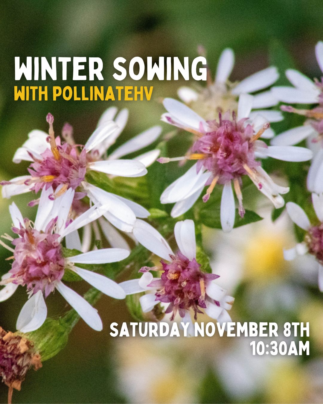 Winter Sowing with Pollinate HV - 11/8