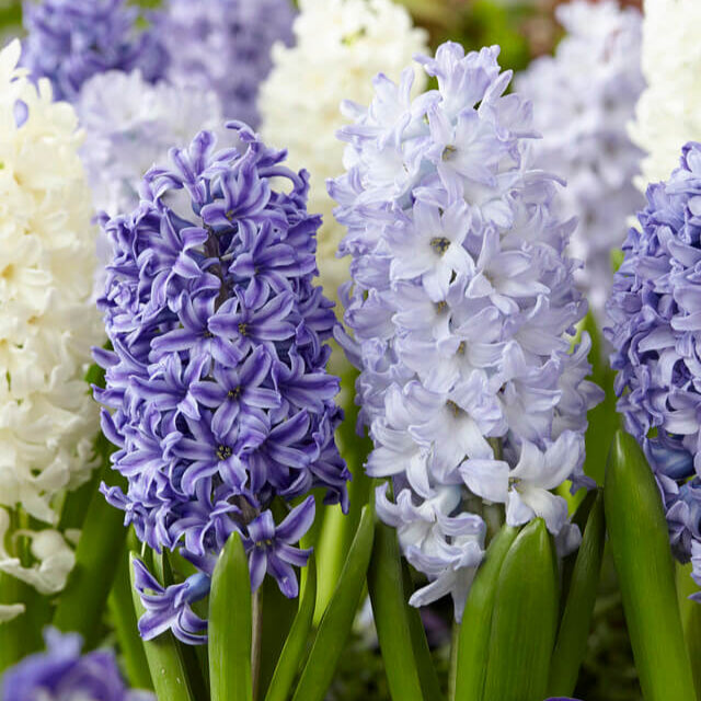 Hyacinthus Orientalis &