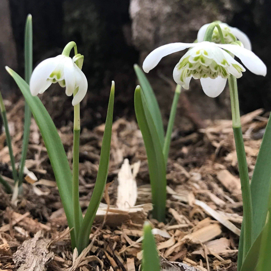 Snowdrops, Double "Flore Pleno" vendor-unknown